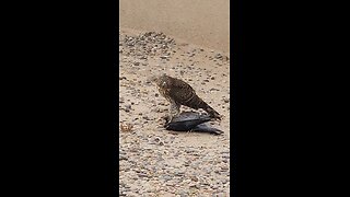 Hawk EATS Crow!!