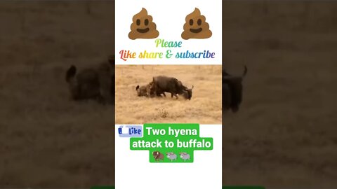 Two hyena attack to buffalo 🐃🦬 2022,#shorts #youtubeshorts