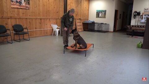 This is how you teach your dog to go to their bed ON COMMAND- The easiest dog training process