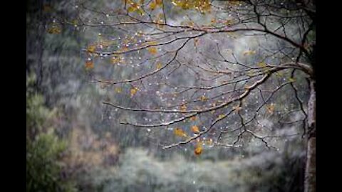 Rain Sounds with Tibetan Singing Bowls and Birds