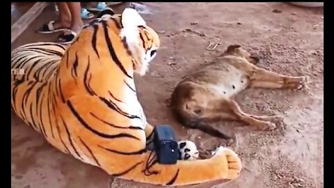 Dog Big Fake Tiger vs Prank Dogs Must Watch Funny Video Will Make You Lough