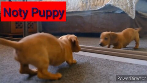 Noty puppy playing minutes