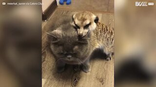 Suricata e gato têm amizade adorável