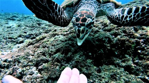 Endangered sea turtles are extremely curious about scuba divers