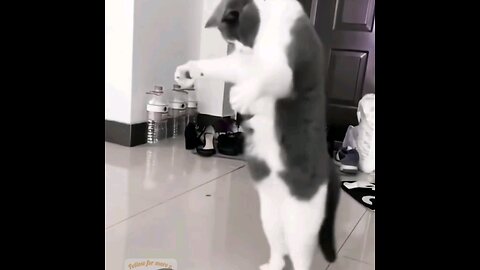 The cat is dancing with joy