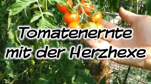 Mach's Dir. Selbst. - Tomatenernte mit der Herzhexe