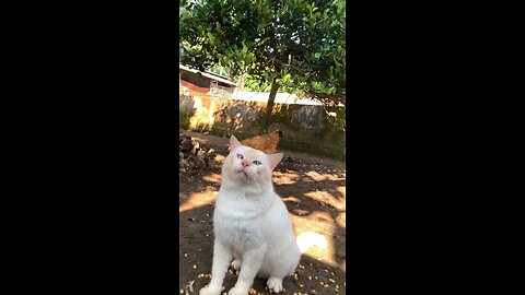 Funny Cat Play With Chicken