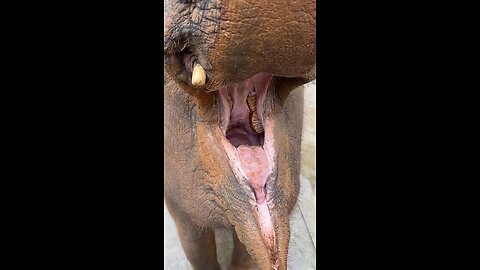 see elephant mouth and tongue