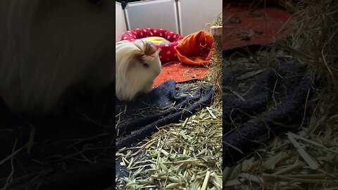 Cute Guinea pigs