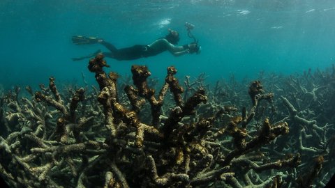 A Record Heat Wave Killed Huge Parts Of The Great Barrier Reef