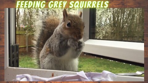 Feeding Grey Squirrels [CUTEST]