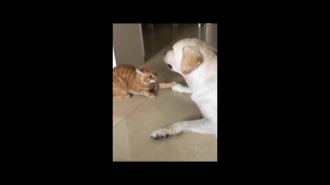 Cute..! Funny Puppies and Kitten compilation..!