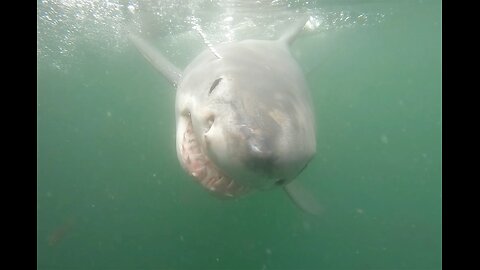 HUGE Great White shark tries to BITE GoPro on diver’s head