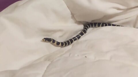 BABY California King Snake - Enters the "White Tundra" for 1st Time! (part 2)