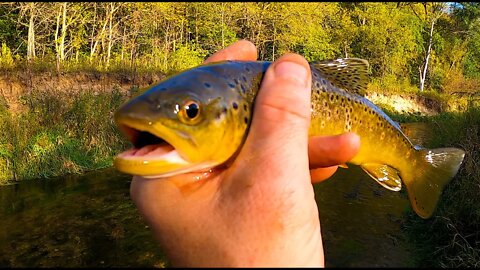 Catching TROUT and Taking a SWIM