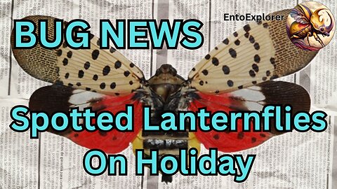 Bug News - Spotted Lanternfly Catching Flights