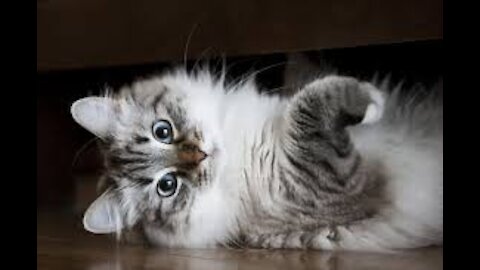 Cat playing with pingpong ball