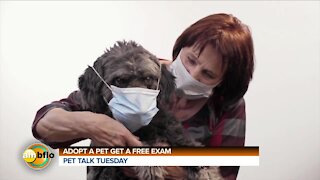 PET TALK TUESDAY - FREE FIRST EXAMl