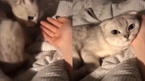 Adorable cat laying on his owner hand with so cute face