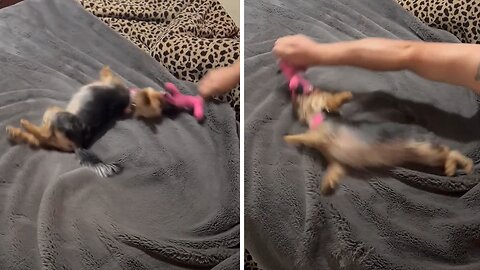 Frisky Yorkie loves to play before bed time