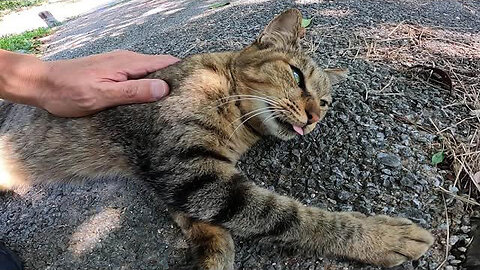 A stray cat was sleeping in the shade of a tree, so when I stroked it, the cat sat next to me.