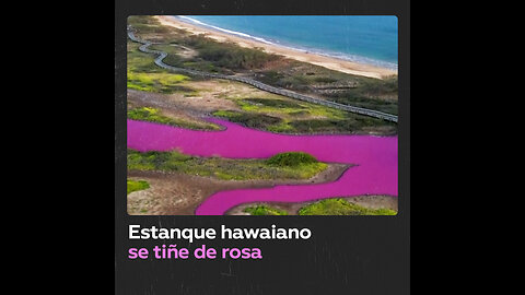 Estanque de Hawái se tiñe de rosa sorprendiendo a todos