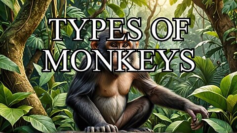 An Overview of Monkeys Types, Habitats, and Behaviors