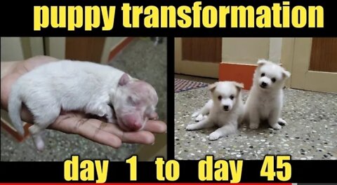 Puppy Growth // Day 1 to Day 45