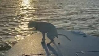 Ce chien transforme un coucher de soleil magnifique en un moment hilarant