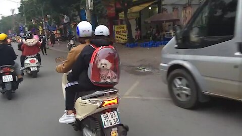 Super cute puppy spotted inside backpack on the streets of Hanoi