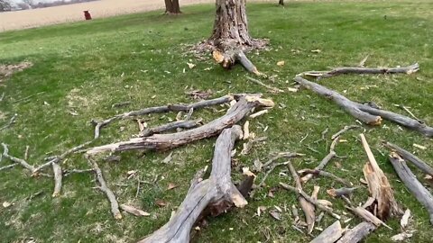 HIGH WIND DAMAGE!! Will This Tree Fall Over??