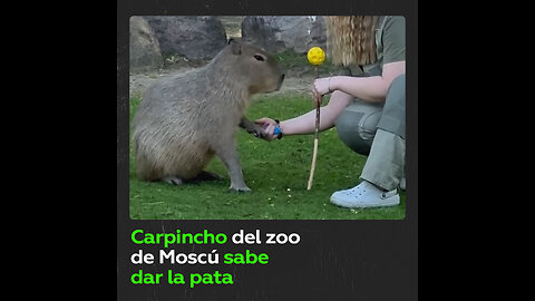 Capibara de Moscú impresiona a los internautas porque da la pata