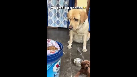 food lover dog