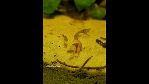 Lambchop Rasbora Being Returned to the Ecosystem