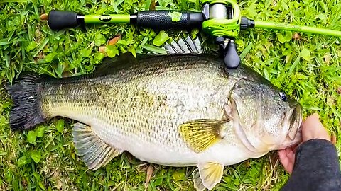 RECORD Day of POND Fishing! (TROPHY Bass Caught)