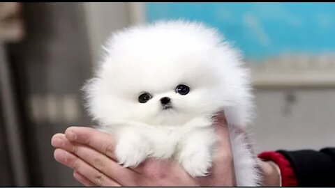 Cute Pomeranian Puppies Videos Compilation #2 | Cutest and Funny Dogs