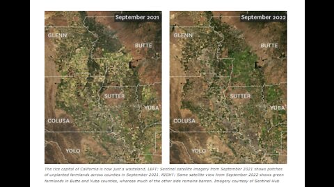 CALIFORNIA RICE FIELDS ARE A WASTELAND - WE NEED THE RICE-MIGRATING BIRDS NEEDS THE WET FIELDS