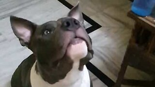 Pitbull fails to catch tortilla chip