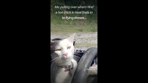 Picking Up Hot Chicks #cats #funny