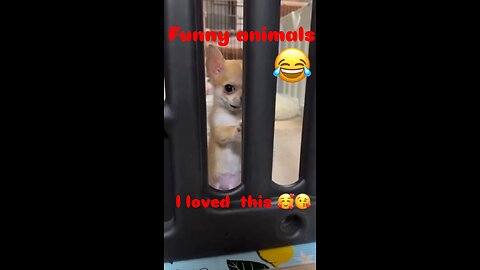 Funny animals😂😂