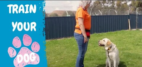 Free Dog Training Series-Lasson1