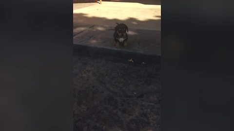 Precious Puppy Has Trouble Getting Down The Stair