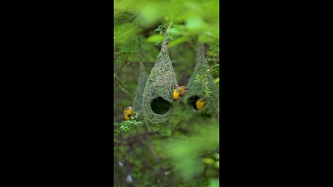 birds making nest