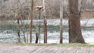 CARDINALS AT THE FEEDER