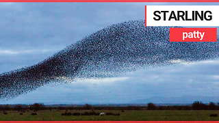 Starlings perform a spectacular murmuration in Gretna Green