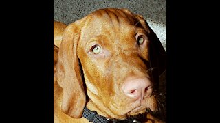 Puppy is Confused by Encounter with a Dog Statue