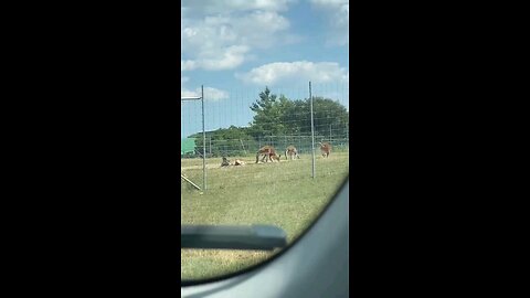 African Lion Safari with kids