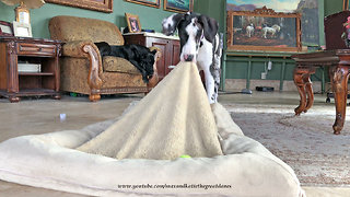 Great Dane Enjoys Nap Time While Puppy Enjoys Play Time