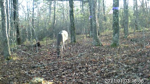 6 point buck strolls near