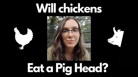 Will Chicken Eat A Pig Head? (How To Feed Your Chickens A Pig Head)